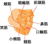 表情筋