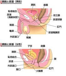 膀胱炎の症状 原因について 公式 横幕鍼灸院