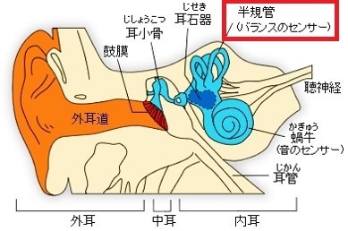 平衡 感覚 と は