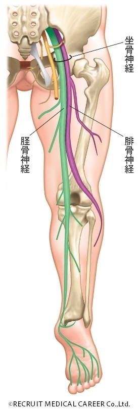 神経痛 の 症状 座骨